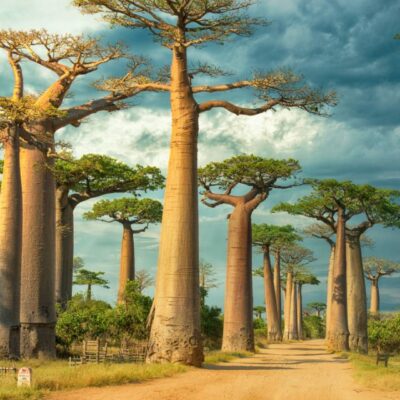 17-Day Kenya & Madagascar: Big Five Safari to the Island of Lemurs
