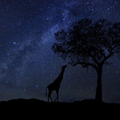 9-Day Northern Kenya & the Great Migration (Laikipia & the Masai Mara)