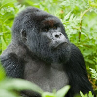 9-Day Rwanda's Gorillas & Kenya's Big Five: Mountain Trails to Masai Plains