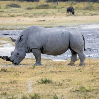 9-Day Ol Pejeta & Masai Mara: Rhino Sanctuary to the Big Cats